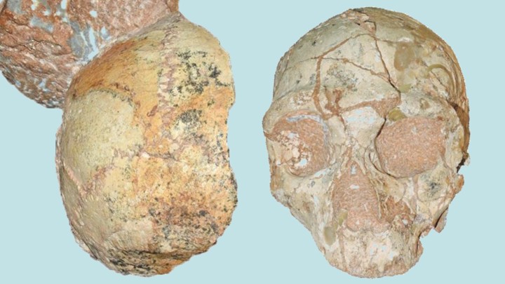 Apidima 1 (left) is a modern human; Apidima 2 (right) is a Neanderthal.